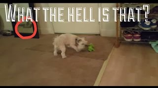 FUNNY DOG GOES NUTS!!! 🌟🌟🌟