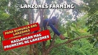 Lanzones Farming : Paano at bakit kailangan mag Pruning ng lanzones?| paano magpabunga ng lanzones?