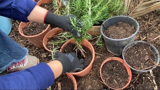 How to propagate rosemary from cuttings