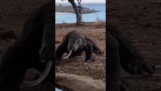 Largest on Earth animal #komodo