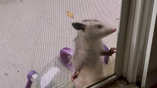 Baby possum looking around on rainy day Sept 13 2024