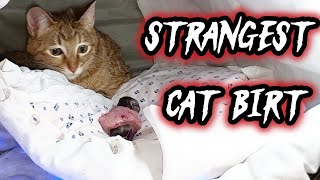 Strangest Cat Birth ( part 1)