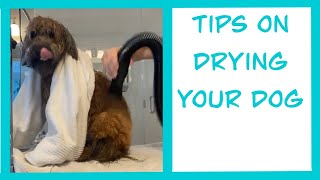 How to Blow Dry Your Dog and Tips to Keep Them Calm | Mable the Whoodle | Grooming at Home