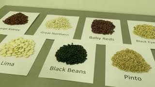 Continuous Dry Bean Hydrating | Commercial Food Processing Equipment for Dry Beans | Lyco MFG