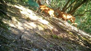 Roe deer courtship