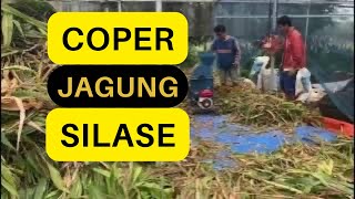 Coper jagung, pembuatan Silase 🌽#silase #jagung #domba #sapi