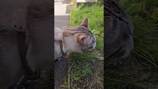 Grassy Cat.. #cat