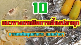 10 เทคนิคการเลี้ยงปลาดุก | การลดต้นทุนอาหาร แบบง่ายๆ |