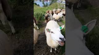 Sheep Farming | goat Farming | Sheep farm in village