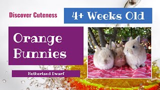 DISCOVER CUTENESS - Adorable Orange Netherland Dwarfs 4+ Weeks Old