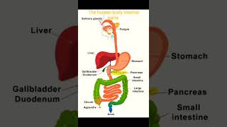 Human body internal parts#internalorgans #shorts #gknowlages #gk #bodyparts