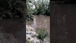 peaceful fishin' hole #shorts  #fishing #canoe #nature #birds