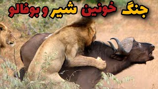 مرگبارترین نبرد شیرو بوفالو برای بقا🔥|پایانی تلخ برای دو درنده شیر و بوفالو☠️❌