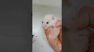 Ngasih Makan Hamster Sirian Fujiama