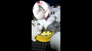 Bunnies Nibbling 2