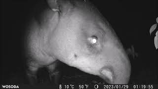 Never Seen Before RARE TAPIR (Danta) in COSTA RICA'S KINDRED SPIRIT CLOUD FOREST 'Attacking' Camera