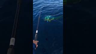 Gaffing huge mahi