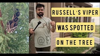 Russell's Viper Spotted On Tree #snake #rescue #viper #viral #trending #wildlife #mysore #india