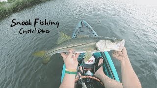 Snook Fishing Crystal River Florida