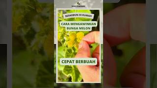 Cara mengawinkan bunga melon agar cepat berbuah #berkebun  #menanammelon #berkebundirumah