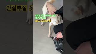 토리가 제닐 좋아하는 사람이 집에올때 토리의 모습 참으로신기하다 어떻게 아는거지? #시고르자브종 #진도믹스 #토리 #풍산개 #풍산믹스 #산책 #삼촌이최고