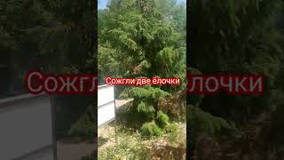 Гор. Семилуки. 05.06.24. Галерея Героев. Сожгли две ёлочки. Сделали пьяницы или вандалы?