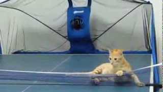 Cat doesn't respect ping pong rules!