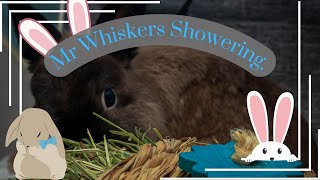 Cute Bunny Showering!! 🐰🛁🐰