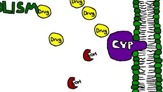 Mechanism of Cytochrome P450 (CYP) metabolism, induction, and inhibition