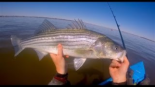 Early Spring Raritan Bay Stripers on EliasV Shads