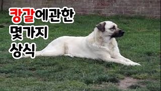 캉갈에관한몇가지상식