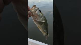 Largie & a Crappie Two-fer! #fishing #fish #shorts