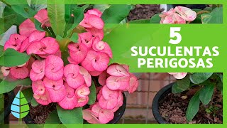 5 Plantas SUCULENTAS TÓXICAS e PERIGOSAS 🌵⚠️