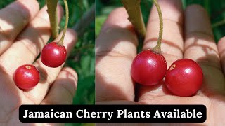 Jamaican Cherry Plants Available | Singapore Cherry Fruit | Strawberry Tree | Rare Garden