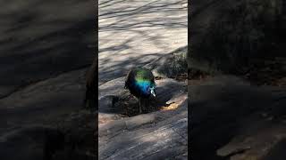 Pavo real 2