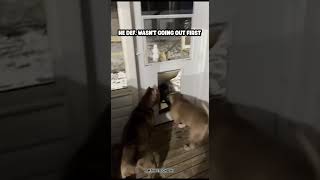 360 right back😂 #dog #funny #pets #viral #meme #funnyvideo