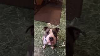 hello my name is.. #shorts #dog #pitbull #tiktok #cute