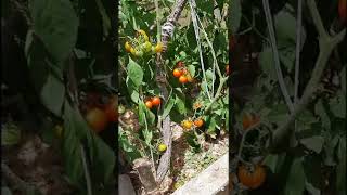 Garden update: 1st year raised bed & attempting to grow vertically