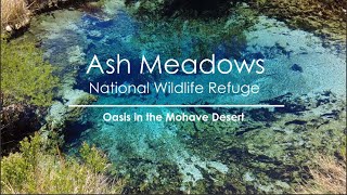 Ash Meadows National Wildlife Refuge ~ Oasis in the Mojave Desert