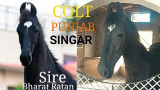 Colt * PUNJAB SINGAR * Sire by BHARAT RATAN