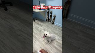 Решила сбежать 😀  #влог #флорида #жизньвамерике #shortsvideo