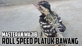 Suara Pelatuk Bawang Anakan Roll speed tanpa jeda.Sangat Cocok Buat Masteran Burung Kicau Lainya