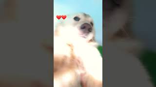 o dog mais fofo ☺#trend #shorts #viral #video #dog #like #fofo #cachorro