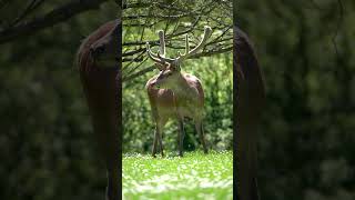 A Deer in a Meadow