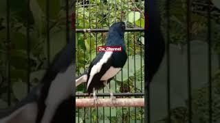 Kacer gacor dor 🐦 #burungkicau #kacergacor #kacer #videoshort #youtuber #shorts #viral #like #fyp