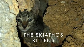 The Skiathos Kittens: Part 1