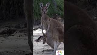 Weird Fact about Kangaroos Abadandoning the Joey #shorts  #sciencefacts #facts #extinctspecies