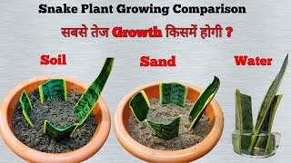 Snake Plant Growth Comparison कौन से Growing Medium में तेजी से Grow होगा #LessCaringPlant