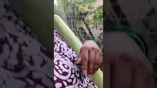 2 kilo cha Ani  3 foot lamb Doodhi Bhopala#video#village#vegetable#farming