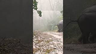 Angry elephants in the jungle #shortsfeed #ytshorts #corbett #youtubeshorts #elephants